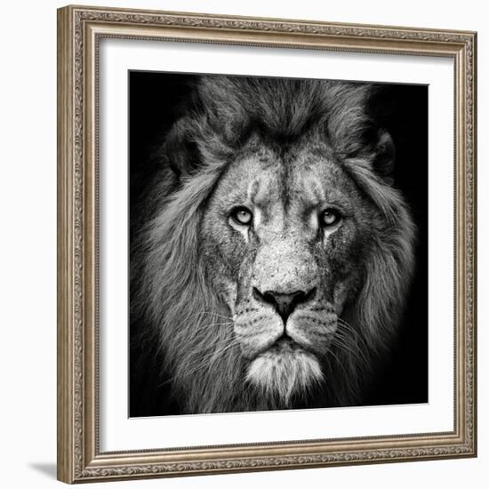 Stare Me Down #3-Christian Meermann-Framed Photographic Print