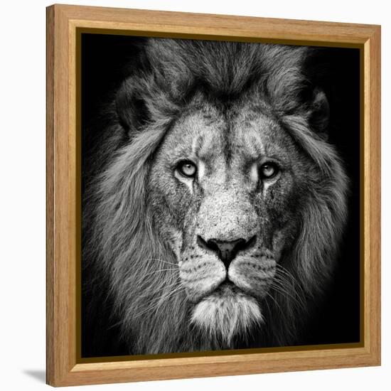 Stare Me Down #3-Christian Meermann-Framed Premier Image Canvas