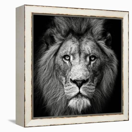 Stare Me Down #3-Christian Meermann-Framed Premier Image Canvas