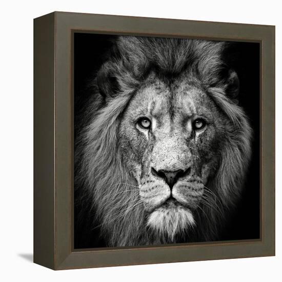 Stare Me Down #3-Christian Meermann-Framed Premier Image Canvas