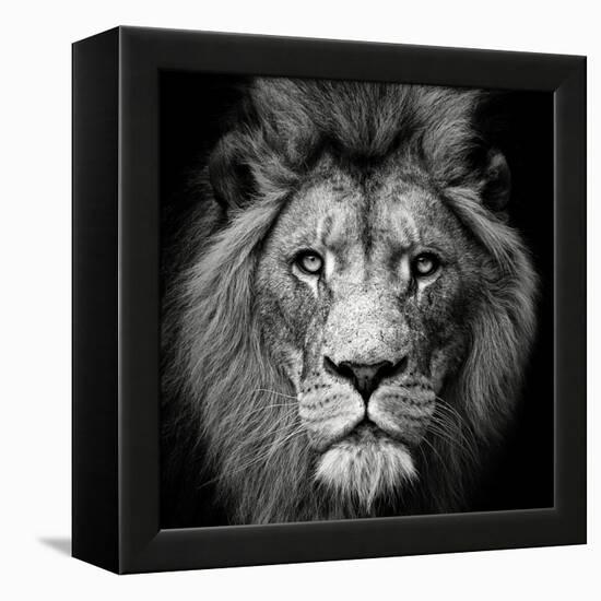 Stare Me Down #3-Christian Meermann-Framed Premier Image Canvas