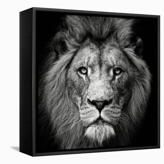 Stare Me Down #3-Christian Meermann-Framed Premier Image Canvas