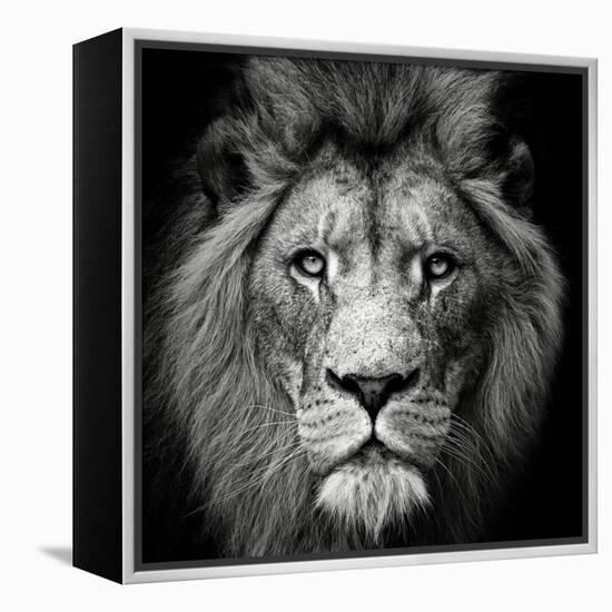 Stare Me Down #3-Christian Meermann-Framed Premier Image Canvas