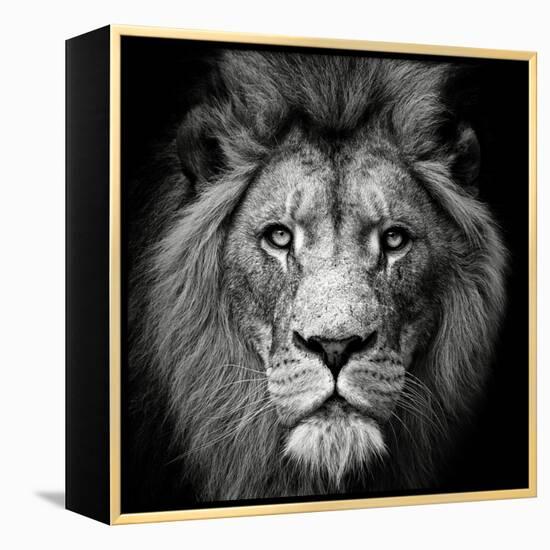 Stare Me Down #3-Christian Meermann-Framed Premier Image Canvas