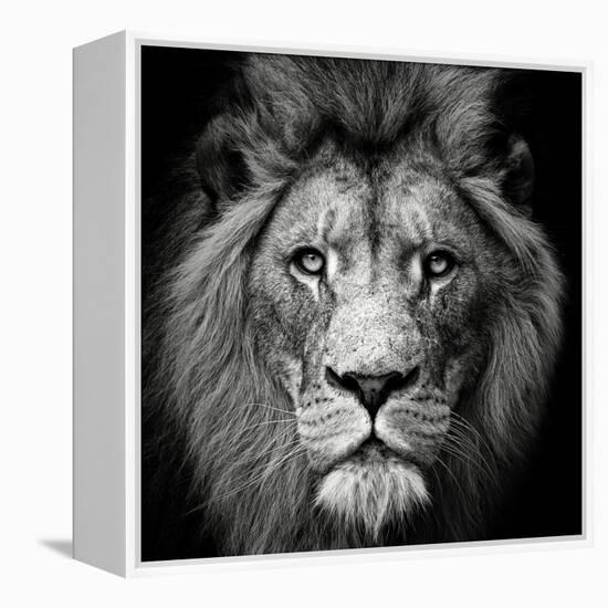 Stare Me Down #3-Christian Meermann-Framed Premier Image Canvas