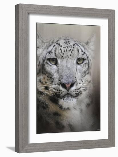 Stare of the Snow Leopard-Jai Johnson-Framed Giclee Print