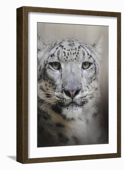 Stare of the Snow Leopard-Jai Johnson-Framed Giclee Print