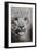 Stare of the Snow Leopard-Jai Johnson-Framed Giclee Print