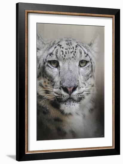 Stare of the Snow Leopard-Jai Johnson-Framed Giclee Print