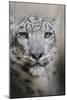 Stare of the Snow Leopard-Jai Johnson-Mounted Giclee Print