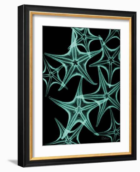 Starfish 1-Albert Koetsier-Framed Art Print