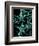 Starfish 1-Albert Koetsier-Framed Art Print