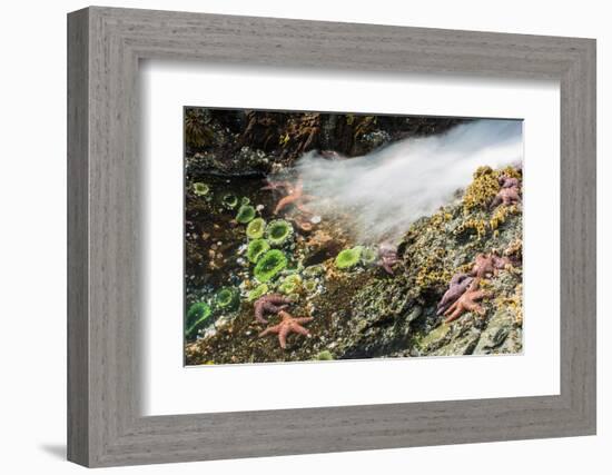 Starfish and anemones, Bamdoroshni Island off the coast of Sitka, Alaska-Mark A Johnson-Framed Photographic Print