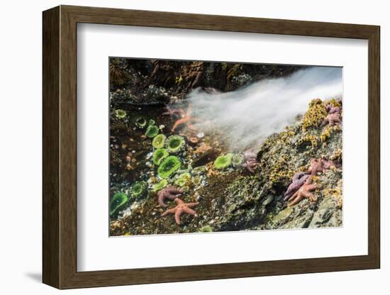 Starfish and anemones, Bamdoroshni Island off the coast of Sitka, Alaska-Mark A Johnson-Framed Photographic Print