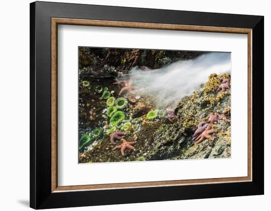 Starfish and anemones, Bamdoroshni Island off the coast of Sitka, Alaska-Mark A Johnson-Framed Photographic Print