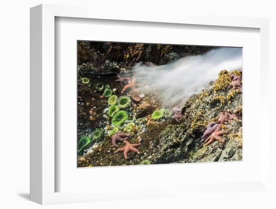 Starfish and anemones, Bamdoroshni Island off the coast of Sitka, Alaska-Mark A Johnson-Framed Photographic Print