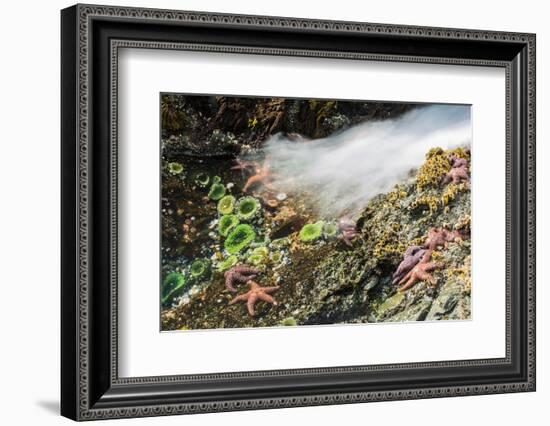 Starfish and anemones, Bamdoroshni Island off the coast of Sitka, Alaska-Mark A Johnson-Framed Photographic Print