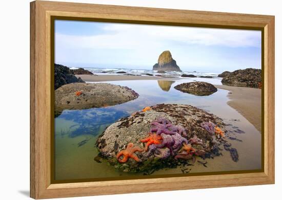 Starfish and Rock Formations Along Indian Beach, Oregon Coast-Craig Tuttle-Framed Premier Image Canvas