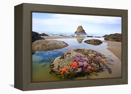 Starfish and Rock Formations Along Indian Beach, Oregon Coast-Craig Tuttle-Framed Premier Image Canvas