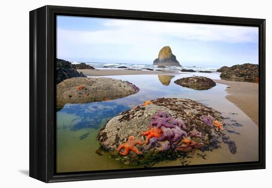 Starfish and Rock Formations Along Indian Beach, Oregon Coast-Craig Tuttle-Framed Premier Image Canvas