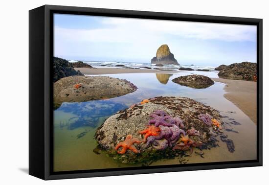 Starfish and Rock Formations Along Indian Beach, Oregon Coast-Craig Tuttle-Framed Premier Image Canvas