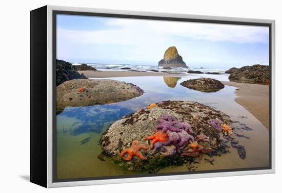 Starfish and Rock Formations Along Indian Beach, Oregon Coast-Craig Tuttle-Framed Premier Image Canvas