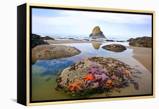 Starfish and Rock Formations Along Indian Beach, Oregon Coast-Craig Tuttle-Framed Premier Image Canvas