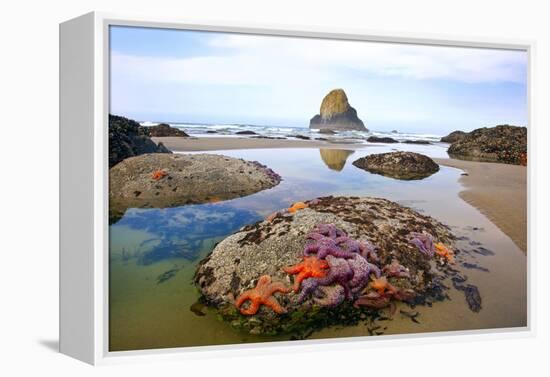 Starfish and Rock Formations Along Indian Beach, Oregon Coast-Craig Tuttle-Framed Premier Image Canvas