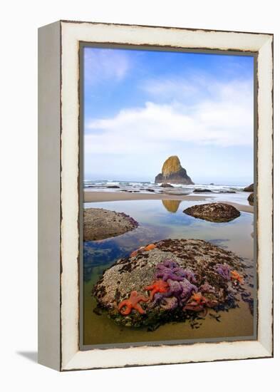 Starfish and Rock Formations along Indian Beach, Oregon Coast-Craig Tuttle-Framed Premier Image Canvas