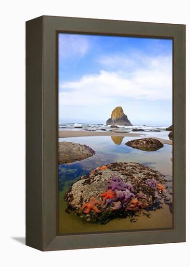 Starfish and Rock Formations along Indian Beach, Oregon Coast-Craig Tuttle-Framed Premier Image Canvas