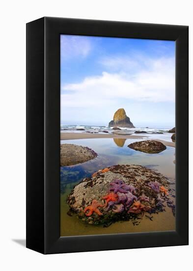 Starfish and Rock Formations along Indian Beach, Oregon Coast-Craig Tuttle-Framed Premier Image Canvas