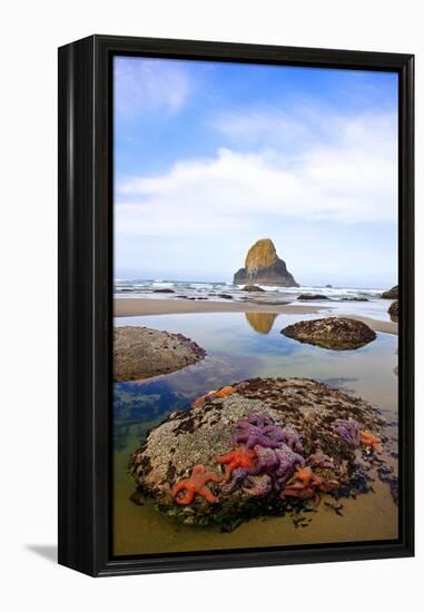 Starfish and Rock Formations along Indian Beach, Oregon Coast-Craig Tuttle-Framed Premier Image Canvas