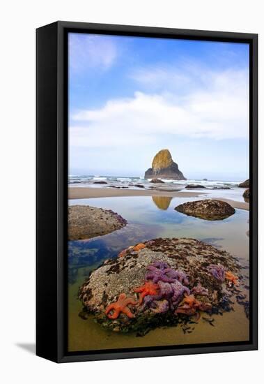 Starfish and Rock Formations along Indian Beach, Oregon Coast-Craig Tuttle-Framed Premier Image Canvas