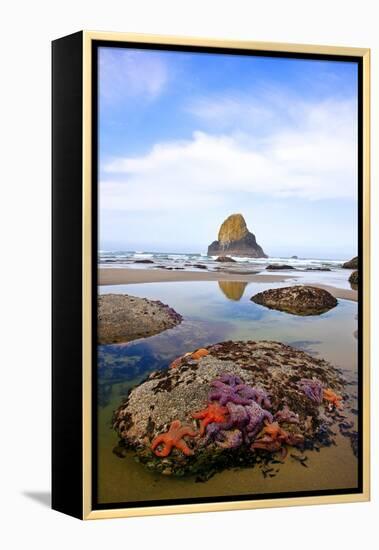 Starfish and Rock Formations along Indian Beach, Oregon Coast-Craig Tuttle-Framed Premier Image Canvas
