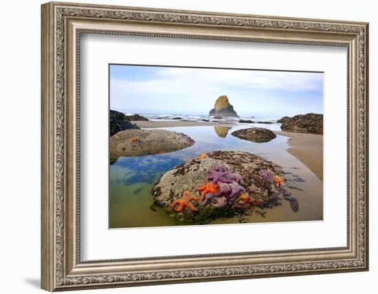 Starfish and Rock Formations Along Indian Beach, Oregon Coast-Craig Tuttle-Framed Photographic Print