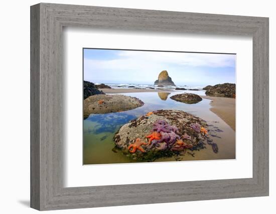 Starfish and Rock Formations Along Indian Beach, Oregon Coast-Craig Tuttle-Framed Photographic Print