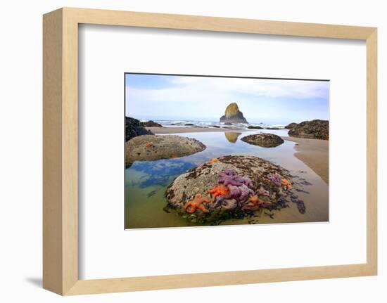 Starfish and Rock Formations Along Indian Beach, Oregon Coast-Craig Tuttle-Framed Photographic Print