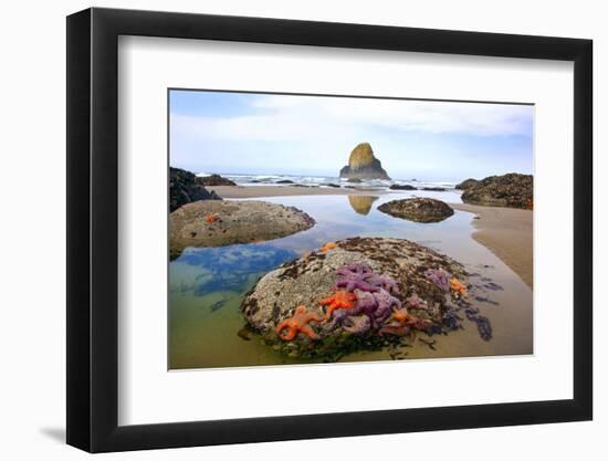 Starfish and Rock Formations Along Indian Beach, Oregon Coast-Craig Tuttle-Framed Photographic Print