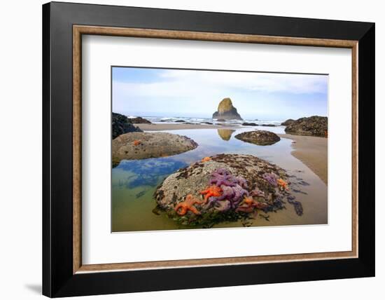 Starfish and Rock Formations Along Indian Beach, Oregon Coast-Craig Tuttle-Framed Photographic Print