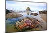 Starfish and Rock Formations Along Indian Beach, Oregon Coast-Craig Tuttle-Mounted Photographic Print