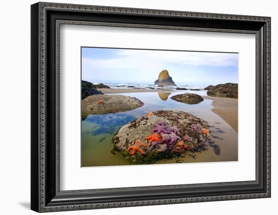 Starfish and Rock Formations Along Indian Beach, Oregon Coast-Craig Tuttle-Framed Photographic Print