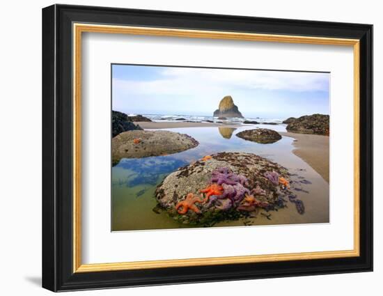 Starfish and Rock Formations Along Indian Beach, Oregon Coast-Craig Tuttle-Framed Photographic Print