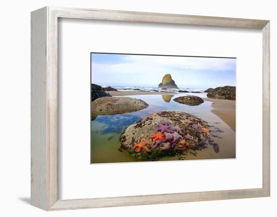 Starfish and Rock Formations Along Indian Beach, Oregon Coast-Craig Tuttle-Framed Photographic Print