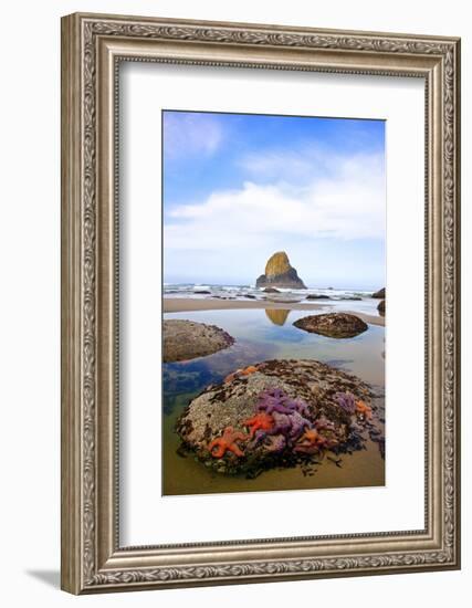 Starfish and Rock Formations along Indian Beach, Oregon Coast-Craig Tuttle-Framed Photographic Print