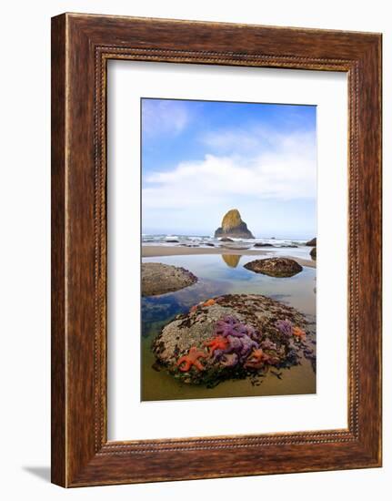 Starfish and Rock Formations along Indian Beach, Oregon Coast-Craig Tuttle-Framed Photographic Print