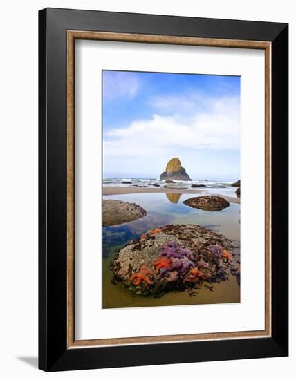 Starfish and Rock Formations along Indian Beach, Oregon Coast-Craig Tuttle-Framed Photographic Print