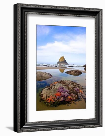 Starfish and Rock Formations along Indian Beach, Oregon Coast-Craig Tuttle-Framed Photographic Print