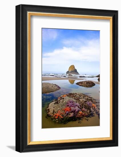 Starfish and Rock Formations along Indian Beach, Oregon Coast-Craig Tuttle-Framed Photographic Print