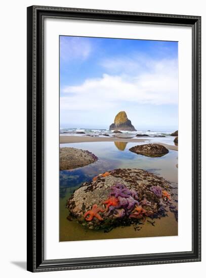 Starfish and Rock Formations along Indian Beach, Oregon Coast-Craig Tuttle-Framed Photographic Print