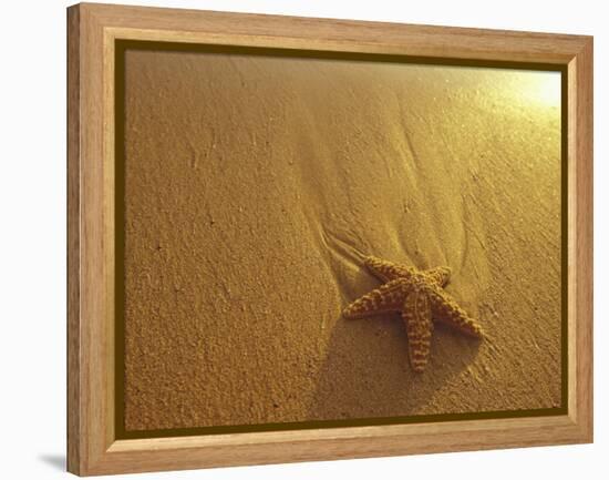 Starfish and Sand at Sunset, Maui, Hawaii, USA-Darrell Gulin-Framed Premier Image Canvas